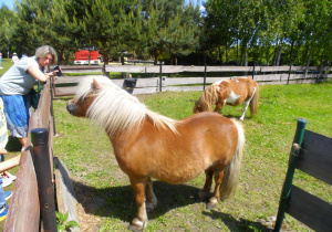 Mini zoo