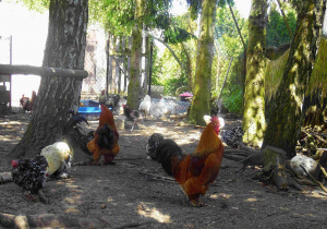 Mini zoo